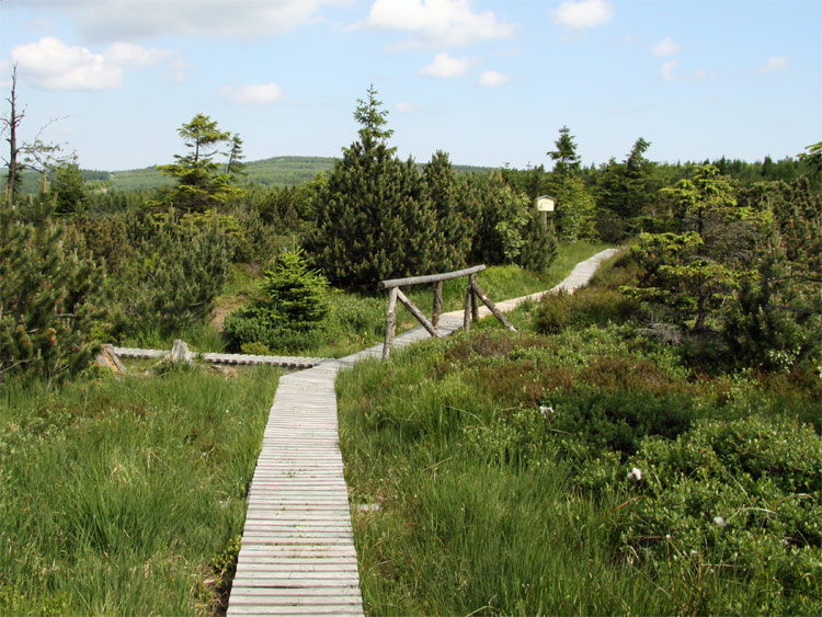 Georgenfelder Hochmoor im Osterzgebirge