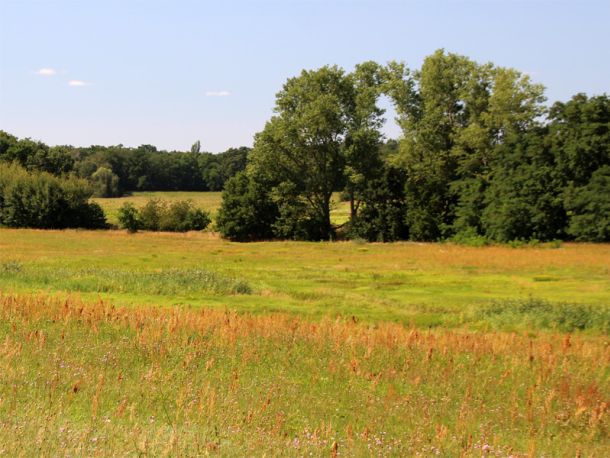 Dübener Heide in Sachsen-Anhalt
