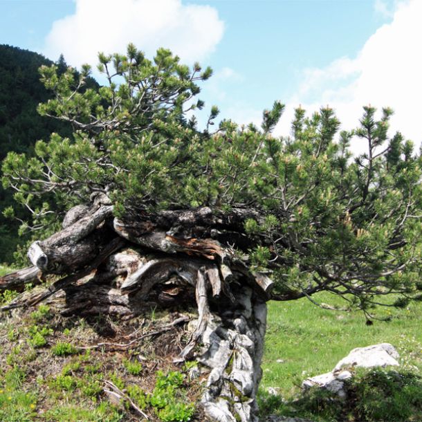 Urlaubsregionen Altvatergebirge und Beskiden in Region Mähren