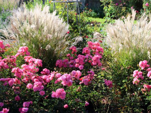 Europa Rosarium Sangerhausen