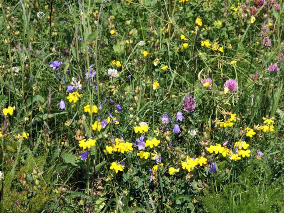 Geschützte Blütenpflanzen